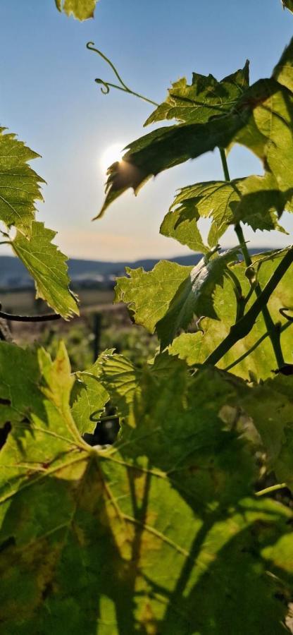 Podere La Selva Rapolano Terme Exterior photo
